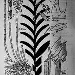Dendrobium austrocaledonicum Övriga