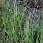 Calamagrostis stricta Blatt