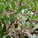 Paeonia brownii आदत