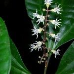 Miconia gracilis Other