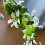 Crassula barbata Flor