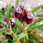 Anchusella variegata 花