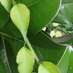 Celastrus scandens ഇല
