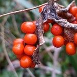 Iris foetidissima Hedelmä