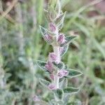 Teucrium × lucidrys Other