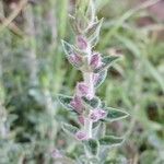 Teucrium × lucidrys autre