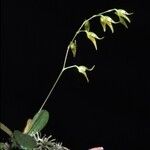 Acianthera pubescens Blomma