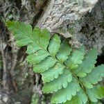 Dryopteris cristata पत्ता