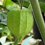 Physalis pubescens Плод