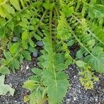 Crepis bursifolia Blad