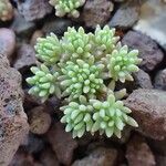 Sedum hispanicum Habit