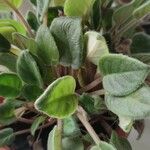 Saintpaulia ionantha Hoja