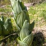 Veratrum californicum পাতা