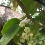 Hoya australis Flor