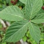 Rubus gratus Blad