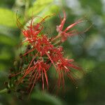 Combretum constrictum ফুল