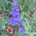 Delphinium carolinianum Habit