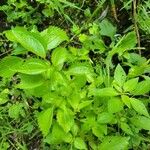 Pilea fontana Leaf