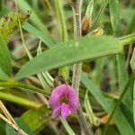 Tephrosia subtriflora Flower