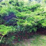 Juniperus sabina Pokrój