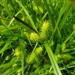 Carex lurida Blatt