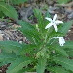 Hippobroma longiflora Агульны выгляд