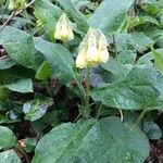 Symphytum tuberosum Flower