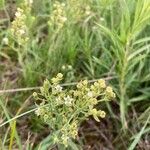 Thesium linophyllon Flower