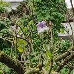 Paulownia tomentosa Flower