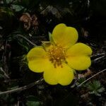 Potentilla pusilla Fiore