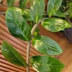 Zamioculcas zamiifolia Blatt