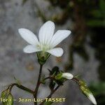 Saxifraga fragilis Квітка
