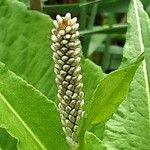 Bistorta officinalis Flower