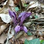 Lathraea clandestinaFlower