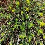 Euphorbia spinosa Fleur
