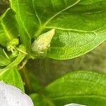 Vinca difformis Flor