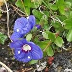 Veronica fruticans Flower