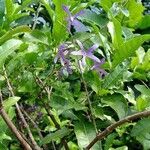 Petrea volubilis অভ্যাস