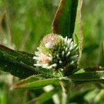 Trifolium montanum Fleur