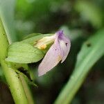 Crossandrella dusenii Flower