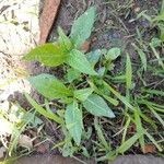 Persicaria pensylvanica Лист
