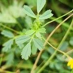 Medicago laciniata Blad