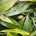 Aucuba japonica Leaf