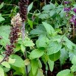 Stachys sylvatica Foglia