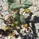 Phacelia calthifolia Habitatea