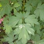 Lamprocapnos spectabilis Leaf