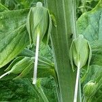 Digitalis thapsi 果
