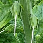 Digitalis thapsi Fruit