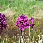 Primula deorum