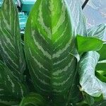 Aglaonema commutatum Leaf